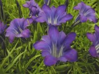 Rich purple trumpet flowers